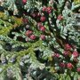 Chamaecyparis lawsoniana 'Columnaris'